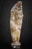 07090 -  Extremely Rare 2.39 Inch Pappocetus lugardi (Whale Ancestor) Incisor Rooted Tooth