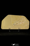30073 - Nicely Preserved 4.45 Inch Unidentified Fossil Fish - Upper Cretaceous Morocco