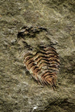 21069 - Amazing Lehua sp Lower Ordovician Trilobite Fezouata Fm