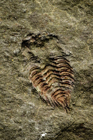 21069 - Amazing Lehua sp Lower Ordovician Trilobite Fezouata Fm