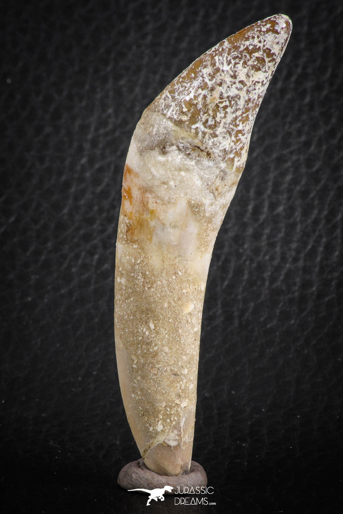 07091 -  Extremely Rare 2.86 Inch Pappocetus lugardi (Whale Ancestor) Incisor Rooted Tooth