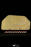 30073 - Nicely Preserved 4.45 Inch Unidentified Fossil Fish - Upper Cretaceous Morocco