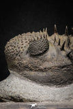 20024 - Top Huge Spiny 4.51 Inch Drotops armatus Middle Devonian Trilobite