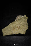21069 - Amazing Lehua sp Lower Ordovician Trilobite Fezouata Fm