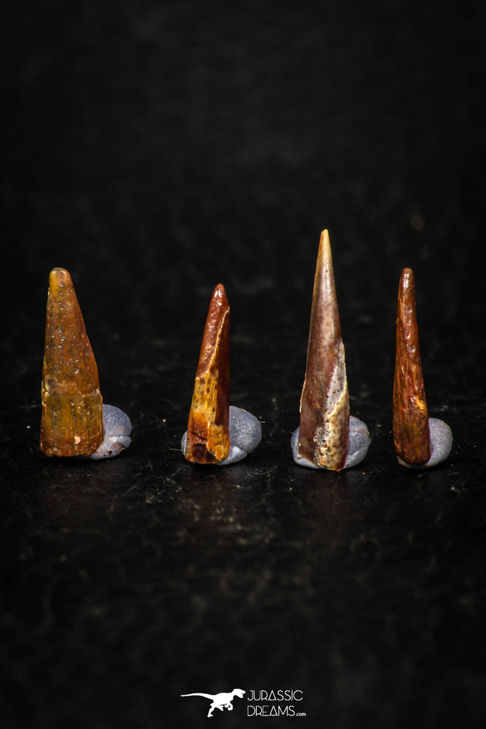 05580 - Great Collection of 4 Pterosaur (Coloborhynchus) Teeth Cretaceous KemKem Beds