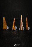 05580 - Great Collection of 4 Pterosaur (Coloborhynchus) Teeth Cretaceous KemKem Beds