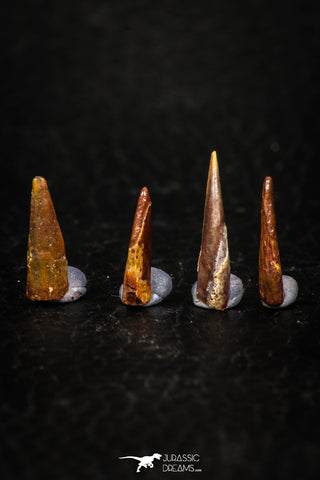 05580 - Great Collection of 4 Pterosaur (Coloborhynchus) Teeth Cretaceous KemKem Beds