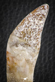 07091 -  Extremely Rare 2.86 Inch Pappocetus lugardi (Whale Ancestor) Incisor Rooted Tooth