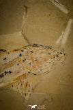 30073 - Nicely Preserved 4.45 Inch Unidentified Fossil Fish - Upper Cretaceous Morocco