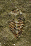 21069 - Amazing Lehua sp Lower Ordovician Trilobite Fezouata Fm