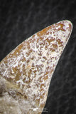 07091 -  Extremely Rare 2.86 Inch Pappocetus lugardi (Whale Ancestor) Incisor Rooted Tooth