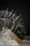 20024 - Top Huge Spiny 4.51 Inch Drotops armatus Middle Devonian Trilobite