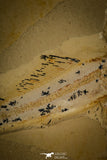 30073 - Nicely Preserved 4.45 Inch Unidentified Fossil Fish - Upper Cretaceous Morocco