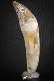 07091 -  Extremely Rare 2.86 Inch Pappocetus lugardi (Whale Ancestor) Incisor Rooted Tooth