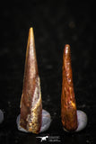 05580 - Great Collection of 4 Pterosaur (Coloborhynchus) Teeth Cretaceous KemKem Beds