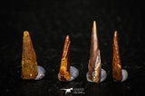 05580 - Great Collection of 4 Pterosaur (Coloborhynchus) Teeth Cretaceous KemKem Beds