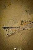 30073 - Nicely Preserved 4.45 Inch Unidentified Fossil Fish - Upper Cretaceous Morocco