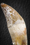 07091 -  Extremely Rare 2.86 Inch Pappocetus lugardi (Whale Ancestor) Incisor Rooted Tooth