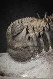 20024 - Top Huge Spiny 4.51 Inch Drotops armatus Middle Devonian Trilobite