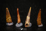 05580 - Great Collection of 4 Pterosaur (Coloborhynchus) Teeth Cretaceous KemKem Beds