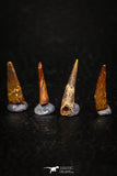 05580 - Great Collection of 4 Pterosaur (Coloborhynchus) Teeth Cretaceous KemKem Beds