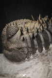 20024 - Top Huge Spiny 4.51 Inch Drotops armatus Middle Devonian Trilobite