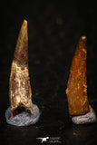 05580 - Great Collection of 4 Pterosaur (Coloborhynchus) Teeth Cretaceous KemKem Beds
