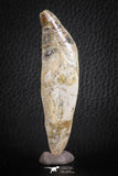 07092 -  Extremely Rare 3.06 Inch Pappocetus lugardi (Whale Ancestor) Incisor Rooted Tooth