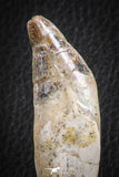 07092 -  Extremely Rare 3.06 Inch Pappocetus lugardi (Whale Ancestor) Incisor Rooted Tooth