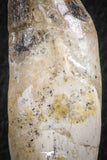 07092 -  Extremely Rare 3.06 Inch Pappocetus lugardi (Whale Ancestor) Incisor Rooted Tooth