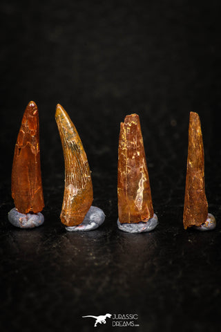 05581 - Great Collection of 4 Pterosaur (Coloborhynchus) Teeth Cretaceous KemKem Beds