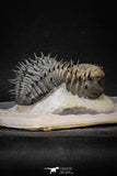 20024 - Top Huge Spiny 4.51 Inch Drotops armatus Middle Devonian Trilobite