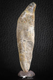 07092 -  Extremely Rare 3.06 Inch Pappocetus lugardi (Whale Ancestor) Incisor Rooted Tooth