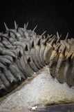 20024 - Top Huge Spiny 4.51 Inch Drotops armatus Middle Devonian Trilobite