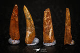 05581 - Great Collection of 4 Pterosaur (Coloborhynchus) Teeth Cretaceous KemKem Beds