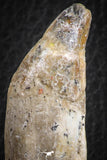 07092 -  Extremely Rare 3.06 Inch Pappocetus lugardi (Whale Ancestor) Incisor Rooted Tooth