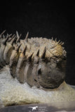20024 - Top Huge Spiny 4.51 Inch Drotops armatus Middle Devonian Trilobite