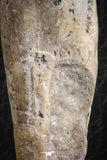 07092 -  Extremely Rare 3.06 Inch Pappocetus lugardi (Whale Ancestor) Incisor Rooted Tooth