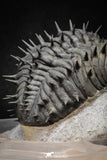 20024 - Top Huge Spiny 4.51 Inch Drotops armatus Middle Devonian Trilobite