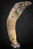 07093 -  Extremely Rare 2.93 Inch Pappocetus lugardi (Whale Ancestor) Incisor Rooted Tooth