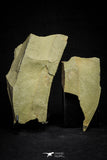 21071 - Rare Unidentified Asaphid Trilobite Lower Ordovician Fezouata Fm