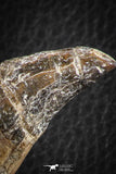 07093 -  Extremely Rare 2.93 Inch Pappocetus lugardi (Whale Ancestor) Incisor Rooted Tooth