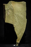 21071 - Rare Unidentified Asaphid Trilobite Lower Ordovician Fezouata Fm