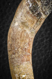 07093 -  Extremely Rare 2.93 Inch Pappocetus lugardi (Whale Ancestor) Incisor Rooted Tooth