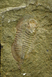 21071 - Rare Unidentified Asaphid Trilobite Lower Ordovician Fezouata Fm