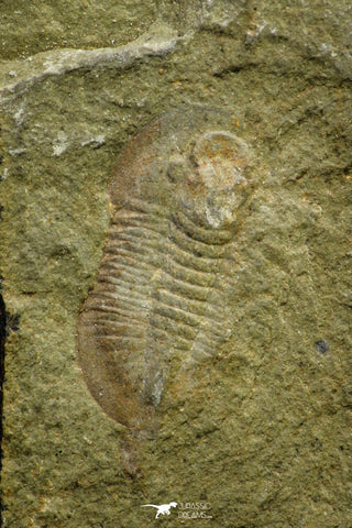 21071 - Rare Unidentified Asaphid Trilobite Lower Ordovician Fezouata Fm