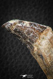 07093 -  Extremely Rare 2.93 Inch Pappocetus lugardi (Whale Ancestor) Incisor Rooted Tooth