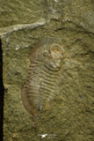 21071 - Rare Unidentified Asaphid Trilobite Lower Ordovician Fezouata Fm