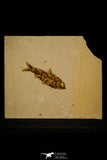 30076- Well Preserved Fossil Fish Knightia eocaena Eocene Wyoming