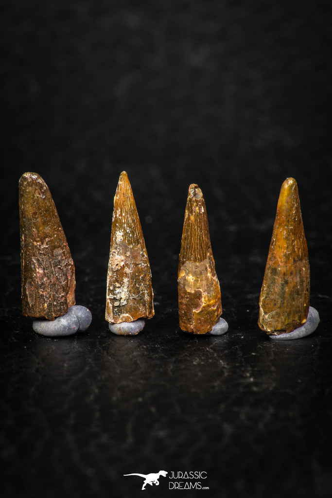 05582 - Great Collection of 4 Pterosaur (Coloborhynchus) Teeth Cretaceous KemKem Beds